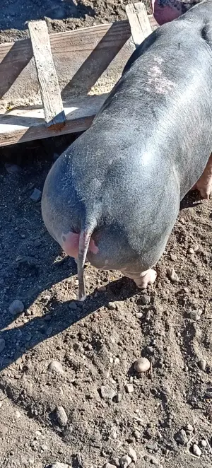 Porci, purcei  - imagine 2