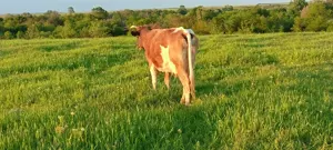 Vand Vaca blanda - imagine 2