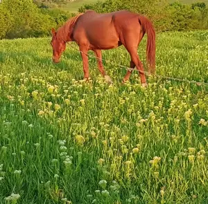 Iapa de vânzare - imagine 2