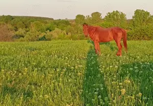 Iapa de vânzare - imagine 4