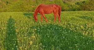 Iapa de vânzare - imagine 3