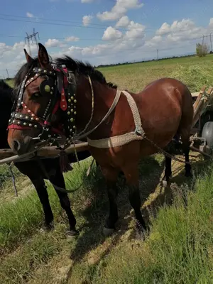 Cai de rasă  - imagine 4