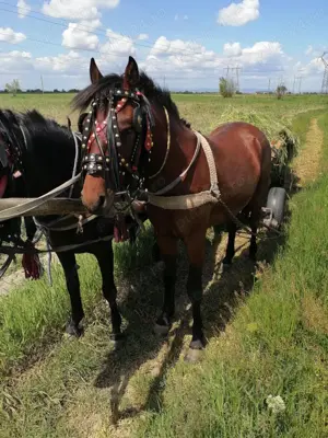 Cai de rasă  - imagine 5