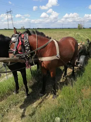 Cai de rasă  - imagine 5