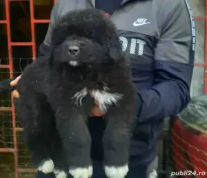 catei Ciobănesc corb  - imagine 2 catei Ciobănesc corb  - imagine 2