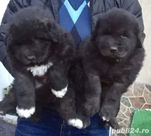 catei Ciobănesc corb 