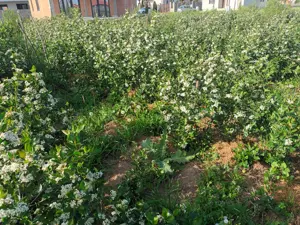 Butasi aronia, afin canadian, goji, mur, smochin. - imagine 5