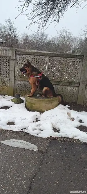 De vânzare sau schimb ciobanesc german  - imagine 2