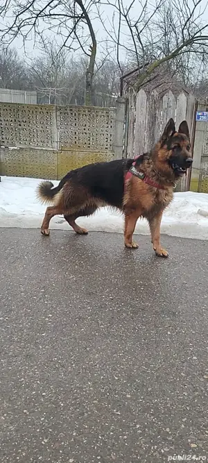 De vânzare sau schimb ciobanesc german  - imagine 3