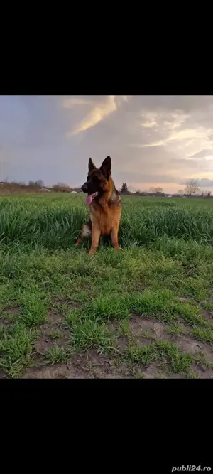 De vânzare sau schimb ciobanesc german  - imagine 4