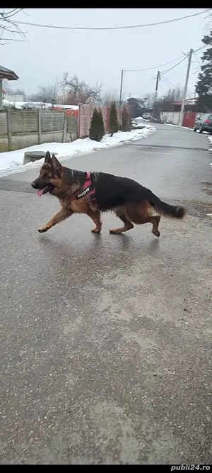 De vânzare sau schimb ciobanesc german  - imagine 5