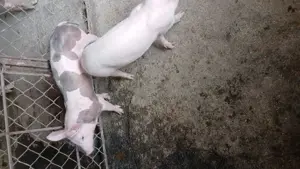 Vând doi purcei - imagine 2