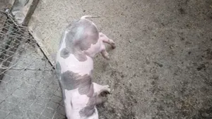 Vând doi purcei - imagine 3