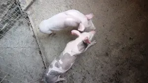 Vând doi purcei - imagine 6