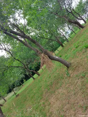 Livadă pomi - imagine 4 Livadă pomi - imagine 4