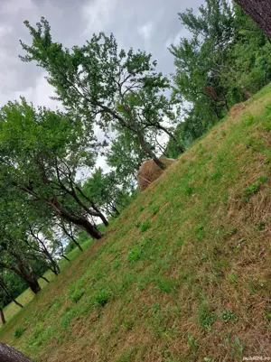 Livadă pomi - imagine 3 Livadă pomi - imagine 3