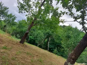 Livadă pomi - imagine 2 Livadă pomi - imagine 2