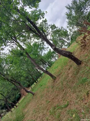 Livadă pomi - imagine 5 Livadă pomi - imagine 5