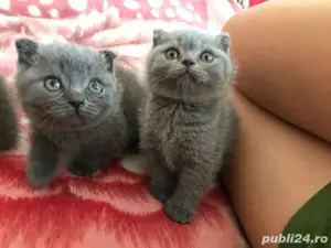 british&scottish! - imagine 3