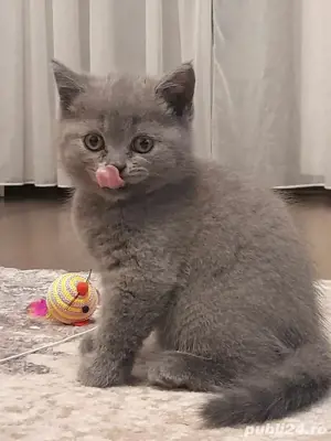 britishshorthair asiguram transport!