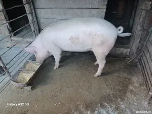 De vânzare purcică.