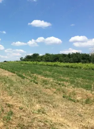 Teren intravila Sat Draghiceanu, Comuna Gogosari, Jud Giurgiu - imagine 2