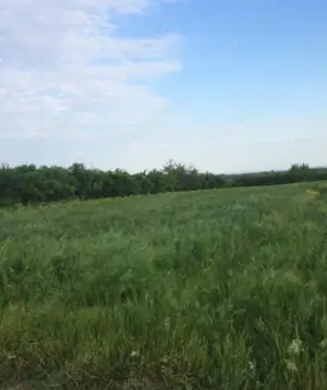 Teren intravila Sat Draghiceanu, Comuna Gogosari, Jud Giurgiu - imagine 5