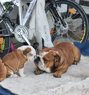 Bulldog Englez    .