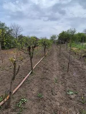 Vând teren 800 m Herasti-Giurgiu - imagine 6
