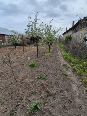 Vând teren 800 m Herasti-Giurgiu - imagine 5