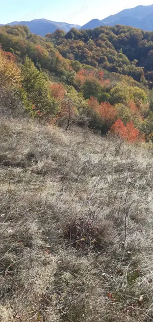 Teren de vânzare Valea Cernei  - imagine 4