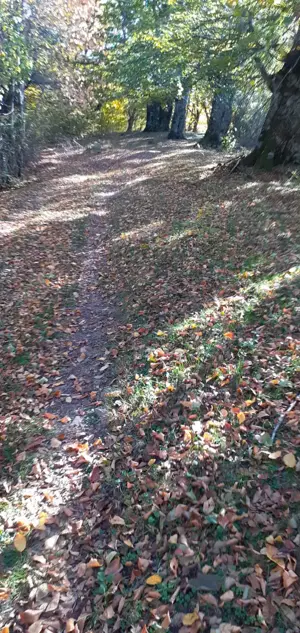 Teren de vânzare Valea Cernei  - imagine 8