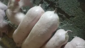 vind porci  - imagine 2