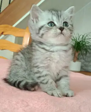 Siberiană de pădure 2 luni asigur transport contra cost  - imagine 2 Siberiană de pădure 2 luni asigur transport contra cost  - imagine 2