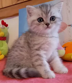 Siberiană de pădure 2 luni asigur transport contra cost 