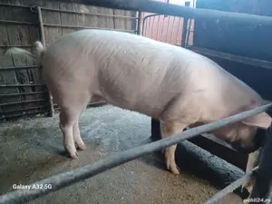 De vânzare purcică. - imagine 2