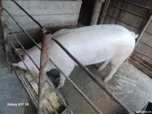 De vânzare purcică. - imagine 3