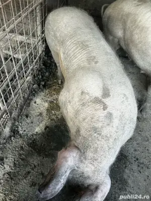 300 kg de vanzare - imagine 2 300 kg de vanzare - imagine 2