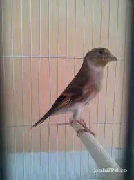 pasari de colivie - imagine 2