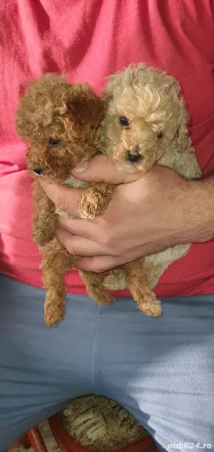 Pudel extra mini toy