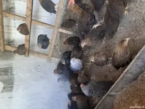 Pui gaina italiana - imagine 2