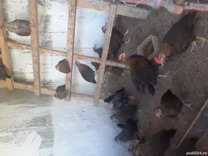 Pui gaina italiana - imagine 3