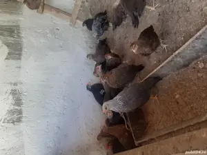 Pui gaina italiana - imagine 4