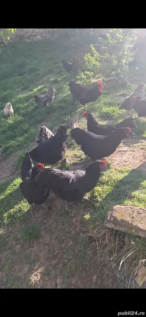 Pui australorp de diferite varste