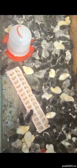 Pui australorp de diferite varste - imagine 3