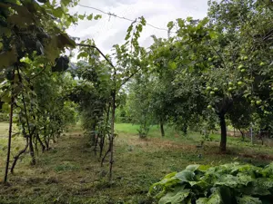Casă de vânzare în Ineu, jud. Arad - imagine 7