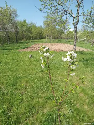 Casa de vanzare - imagine 7