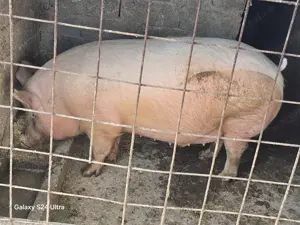 Porc de carne cu foarte putina grasime