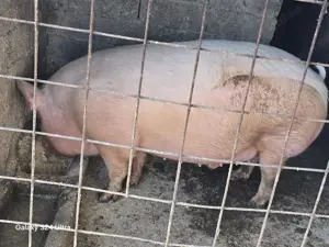 Porc de carne cu foarte putina grasime