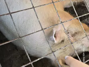 Porc de carne cu foarte putina grasime - imagine 2